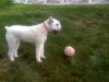 Baily-by-her-pool.jpg
