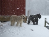 Hefella-and-Belle-Pole-Barn.jpg