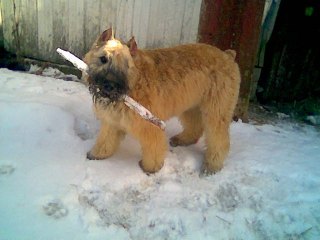 Lola-and-her-stick.jpg