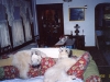 Boo-and-Mahla-getting-comfy.jpg