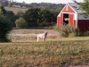 Hussi-farm-awesome.jpg