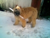 Lola-and-her-stick.jpg