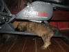 Too-tired-to-exercise.jpg