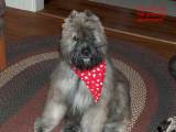 Puppy-Egor