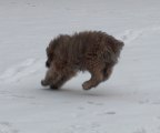 chasing-a-mouse.jpg