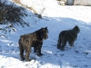 Belle-and-Jethro.jpg