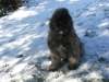 First-Snow-for-Jethro.jpg