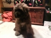 Jethro-8-wks.jpg