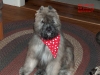 Puppy-Egor