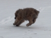 chasing-a-mouse.jpg