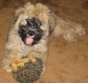 chloe-with-hedgehog