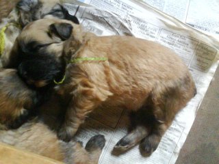 chubbypup