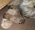 lola-pups-1.jpg