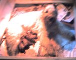 lola-pups.jpg