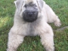 Eddies-new-do