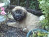 Ginger-September-2009-009