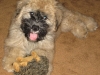 chloe-with-hedgehog