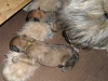 lola-pups-1.jpg