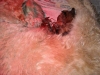 lola-pups-2.jpg