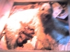 lola-pups.jpg