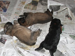 1-half-wk-old-a