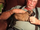 fawn-1-half-wk-old