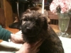 gingersnap-013112