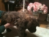 gingersnap-2-013112