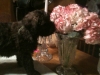 mac-smelling-the-flowers