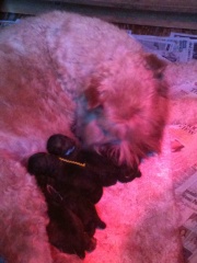 lola-and-babies