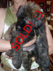 lexus-sold