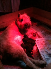 lolas-litter2012