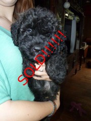 minicooper7wks-sold