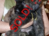 lexus-sold