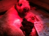 lolas-litter2012
