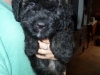 minicooper7wks