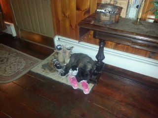 Otie-and-his-shoes