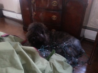 Otie