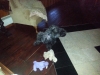 Otie 2