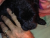 Poppy and puppy