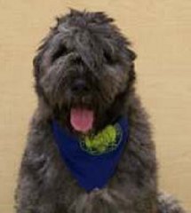 jethro-cgc