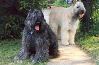 belle-and-lola.jpg