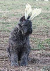 bossy-reindeer