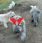 reindeer-sighting