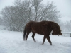 Emma-in-the-snow