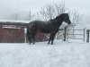 Java-in-the-snow