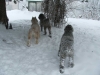Snowy-Butts