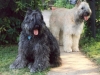 belle-and-lola.jpg