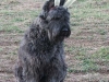 bossy-reindeer