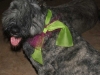 jethro-in-derby-ribbons.jpg